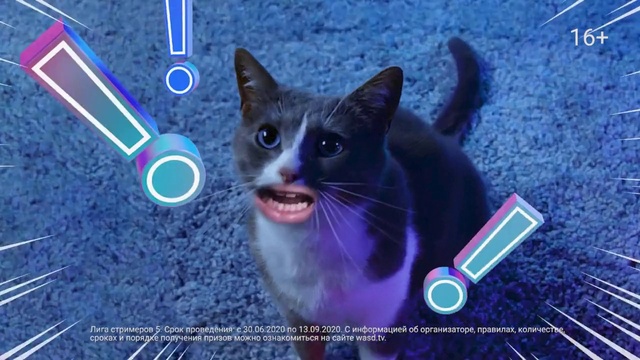 Video Reference: Cat, Felidae, Carnivore, Organism, Small to medium-sized cats, Whiskers, Electric blue, Snapshot, Snout, Font