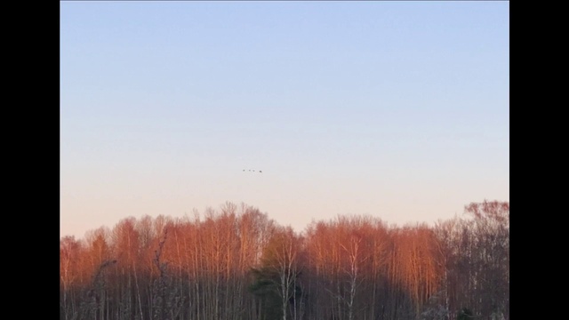 Video Reference: Sky, Atmosphere, Ecoregion, Natural landscape, Natural environment, Branch, Rectangle, Twig, Plant, Atmospheric phenomenon