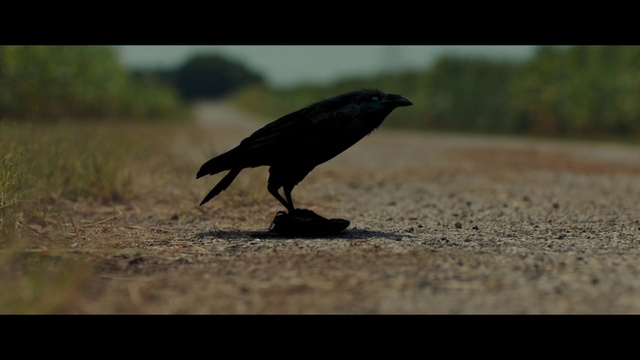Video Reference: Bird, Beak, Fish Crow, Feather, Grass, American crow, Raven, Crow, Crow-like bird, Perching bird
