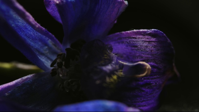 Video Reference: Flower, Purple, Plant, Petal, Violet, Terrestrial plant, Electric blue, Flowering plant, Macro photography, Annual plant