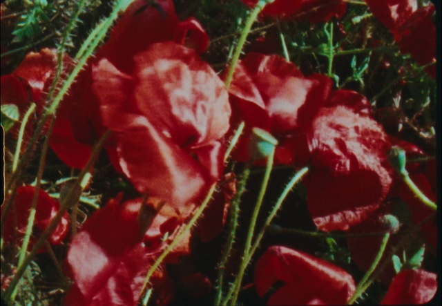 Video Reference: Flower, Petal, Leaf, Botany, Plant, Grass, Leaf vegetable, Terrestrial plant, Flowering plant, Christmas decoration