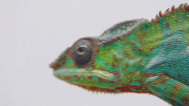 Video Reference: Wildlife, Terrestrial animal, Macro photography, Fur, Visual arts, Electric blue, Amphibian