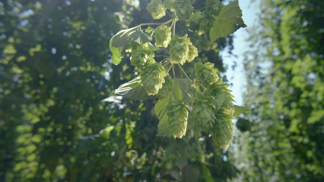 Video Reference: Hops, Plant, Twig, Terrestrial plant, Tree, Flowering plant, Sky, Grass, Annual plant, Forest