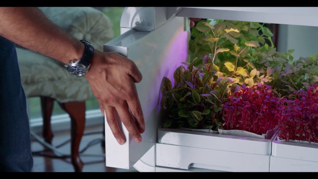 Video Reference: Watch, Plant, Purple, Gesture, Pink, Finger, Violet, Magenta, Wrist, Thumb