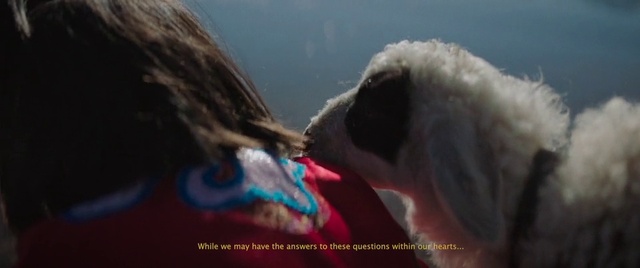 Video Reference: Dog, Dog breed, Carnivore, Companion dog, Happy, Water, Sporting Group, Fur, Sky, Canidae