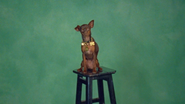 Video Reference: Working animal, Fawn, Wood, Carnivore, Dog, Art, Dog breed, Artifact, Sculpture, Toy
