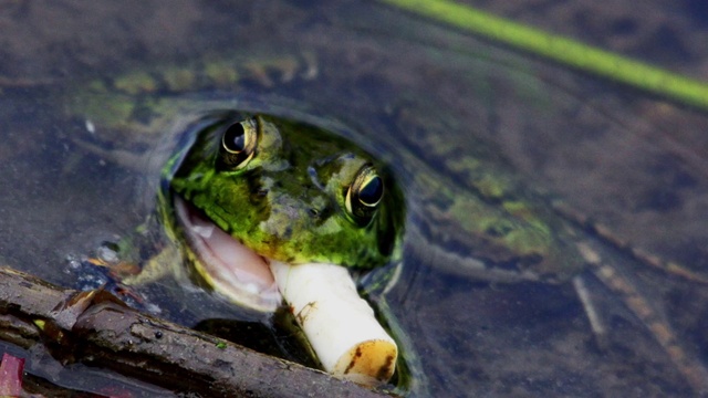 Video Reference: Head, Frog, Eye, Water, Plant, True frog, Fluid, Terrestrial animal, Amphibian, Liquid