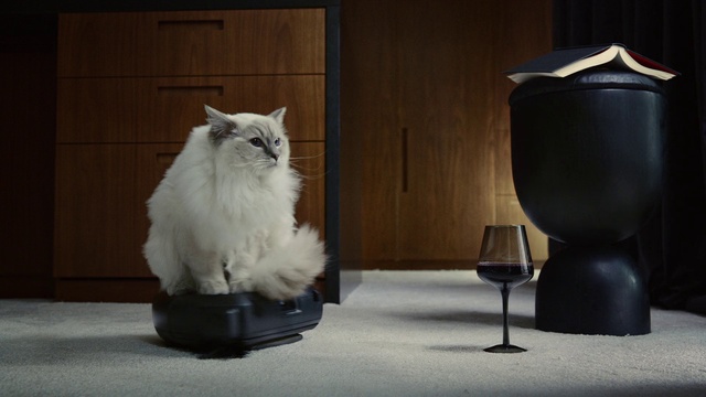 Video Reference: Cat, Carnivore, Grey, Felidae, Fawn, Whiskers, Small to medium-sized cats, Tail, Wood, Comfort