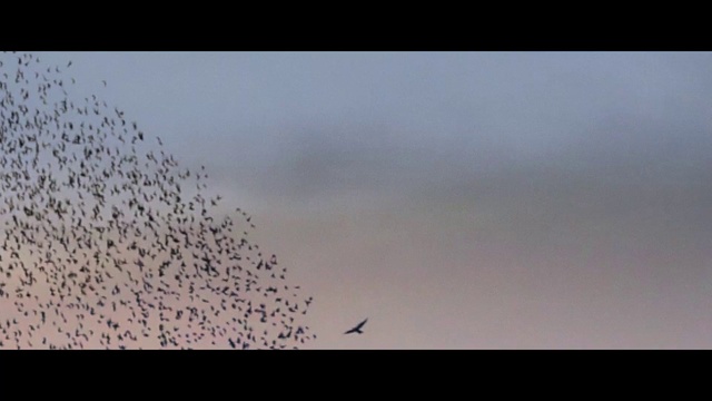 Video Reference: Bird, Sky, Atmosphere, Cloud, Animal migration, Bird migration, Flock, Wing, Tree, Landscape