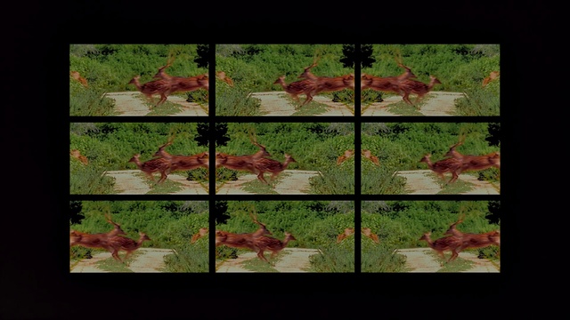 Video Reference: Plant, Rectangle, Wood, Window, Art, Grass, Tints and shades, Groundcover, Painting, Pattern