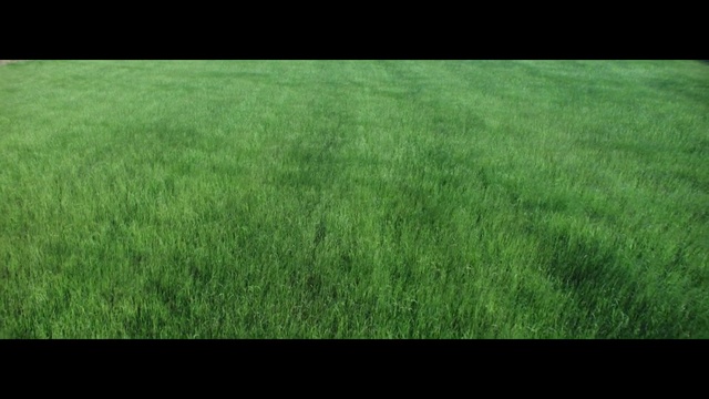 Video Reference: Plant, Vertebrate, Window, Flooring, Rectangle, Terrestrial plant, Grass, Woody plant, Tree, Asphalt