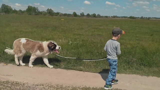 Video Reference: Sky, Cloud, Dog, Dog breed, Carnivore, Collar, Companion dog, Fawn, Tree, Working animal