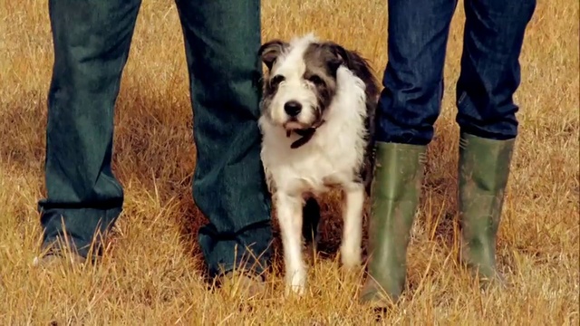 Video Reference: Trousers, Dog, Dog breed, Carnivore, Mammal, Grass, Companion dog, Smile, Plant, Snout