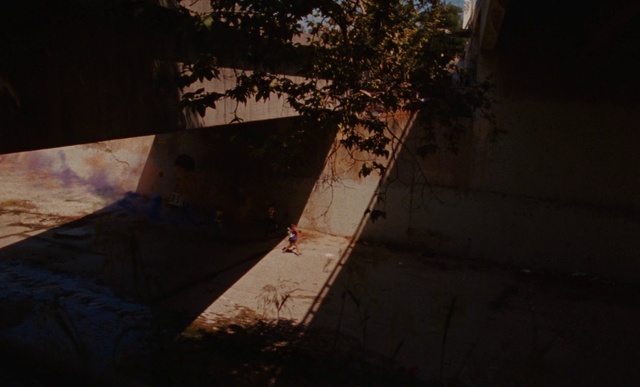 Video Reference: Plant, Water, Wood, Shade, Tree, Road surface, Trunk, Tints and shades, Slope, Asphalt