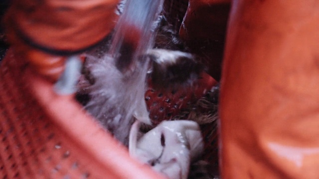 Video Reference: Human body, Snout, Auto part, Automotive lighting, Magenta, Carmine, Fur, Whiskers, Flesh, Poultry