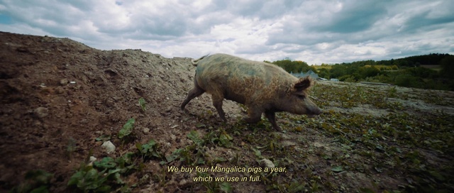 Video Reference: Cloud, Sky, Plant, Boar, Fawn, Natural landscape, Grazing, Terrestrial animal, Domestic pig, Suidae