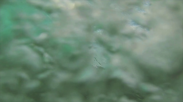 Video Reference: Water, Plant, Sky, Terrestrial plant, Underwater, Marine biology, Liquid, Grass, Electric blue, Tree