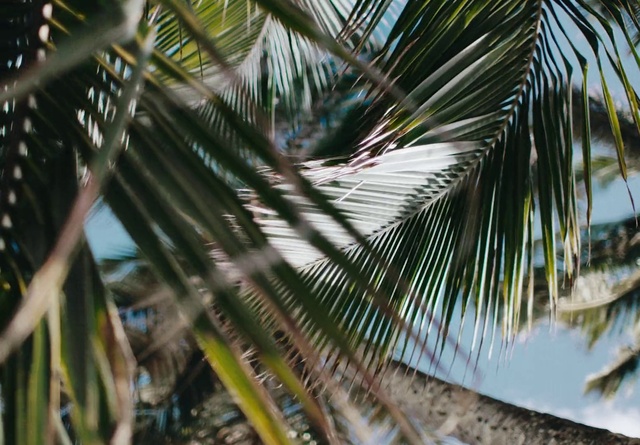 Video Reference: Botany, Sky, Plant, Water, Branch, Terrestrial plant, Vegetation, Sunlight, Arecales, Tree