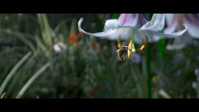 Video Reference: Flower, Plant, Pollinator, Insect, Botany, Petal, Terrestrial plant, Grass, Fawn lily, Arthropod