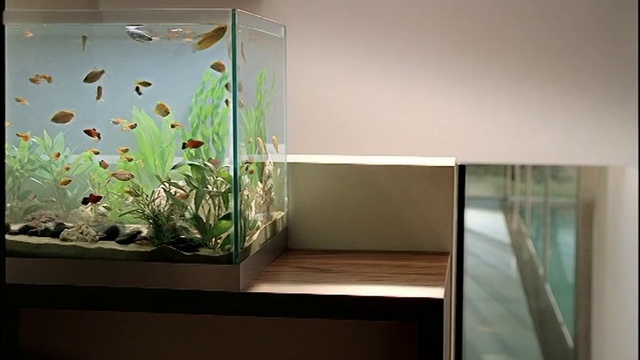 Video Reference: Property, Plant, Rectangle, Interior design, Terrestrial plant, Art, Pet supply, Wood, Aquatic plant, Grass