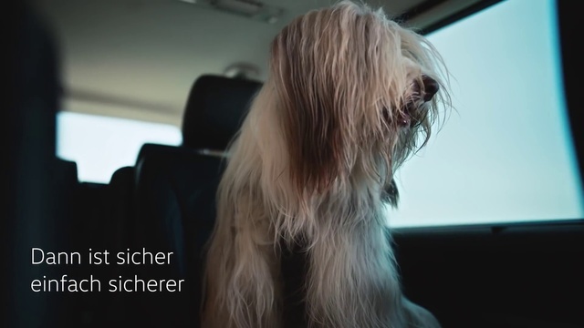 Video Reference: Dog, Dog breed, Carnivore, Companion dog, Toy dog, Liver, Snout, Sporting Group, Terrier, Blond