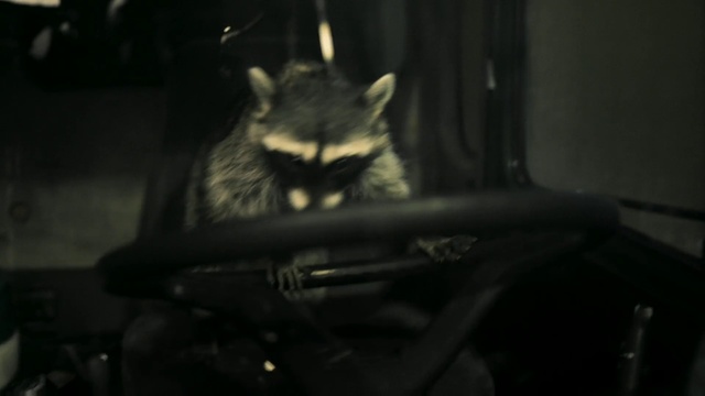 Video Reference: Felidae, Carnivore, Small to medium-sized cats, Procyonidae, Whiskers, Terrestrial animal, Rodent, Tail, Darkness, Snout