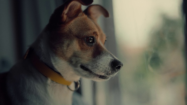 Video Reference: Dog, Eye, Carnivore, Dog breed, Collar, Whiskers, Companion dog, Fawn, Ear, Snout