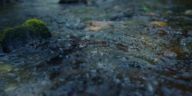 Video Reference: Water, Road surface, Bedrock, Asphalt, Plant, Terrestrial plant, Wood, Grass, Natural landscape, Sky