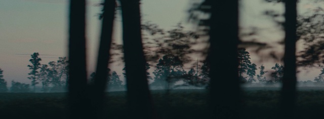 Video Reference: Atmosphere, Plant, Natural landscape, Branch, Sky, Wood, Twig, Trunk, Terrestrial plant, Tree