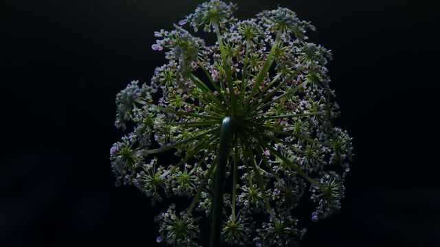 Video Reference: Flower, Plant, Terrestrial plant, Flowering plant, Close-up, Macro photography, Trachyspermum ammi, Flash photography, Subshrub, Darkness