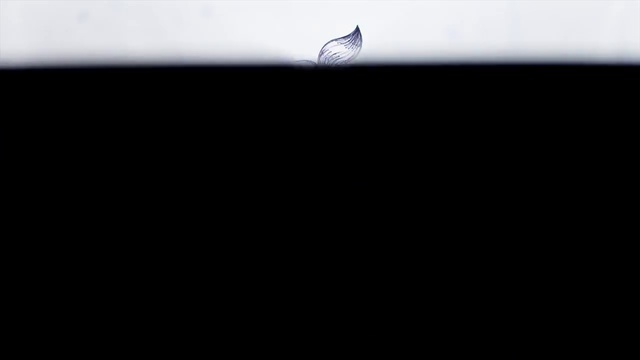 Video Reference: Liquid, Water, Sky, Automotive design, Flash photography, Tints and shades, Rectangle, Wood, Font, Horizon