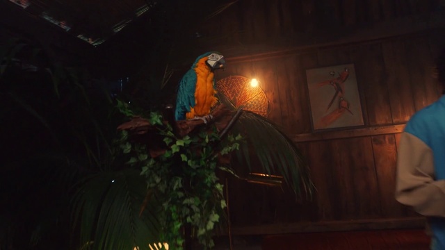 Video Reference: Organism, Plant, Window, Parrot, Art, Event, Darkness, Midnight, Beak, Fun