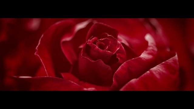 Video Reference: Flower, Plant, Flash photography, Petal, Hybrid tea rose, Pink, Rose, Garden roses, Magenta, Rosa × centifolia