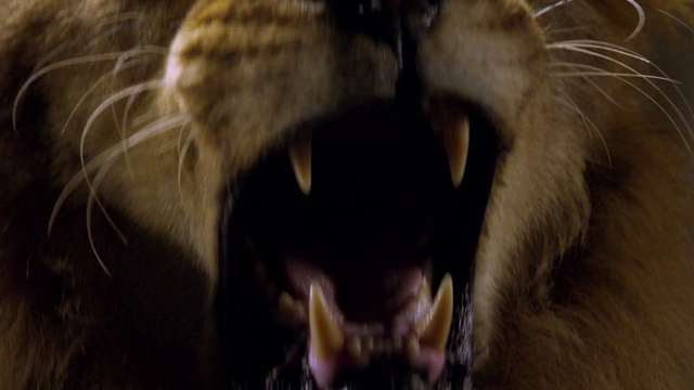 Video Reference: Fang, Carnivore, Felidae, Small to medium-sized cats, Cat, Whiskers, Fawn, Terrestrial animal, Goat, Snout