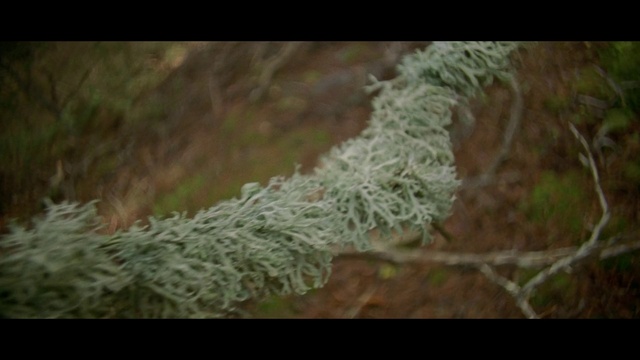 Video Reference: Water, Plant, Terrestrial plant, Twig, Grass, Wood, Flower, Subshrub, Pattern, Forest