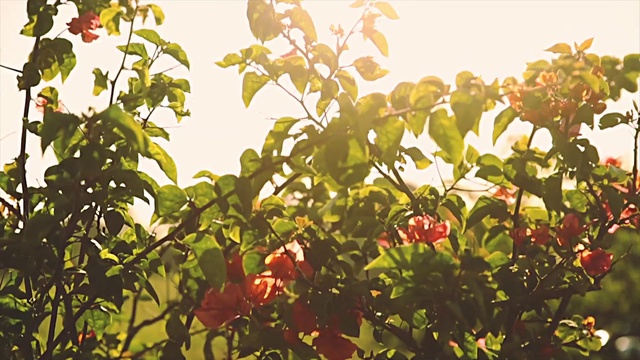 Video Reference: Sky, Plant, Flower, Leaf, Branch, Twig, Landscape, Tints and shades, Grass, Fruit tree
