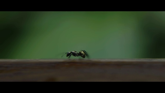 Video Reference: Insect, Arthropod, Wood, Pollinator, Natural material, Ant, Tints and shades, Pest, Parasite, Macro photography