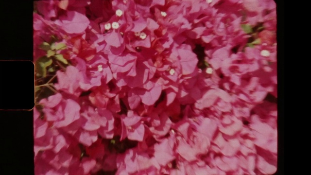 Video Reference: Flower, Plant, Petal, Pink, Magenta, Red, Violet, Groundcover, Rectangle, Flowering plant