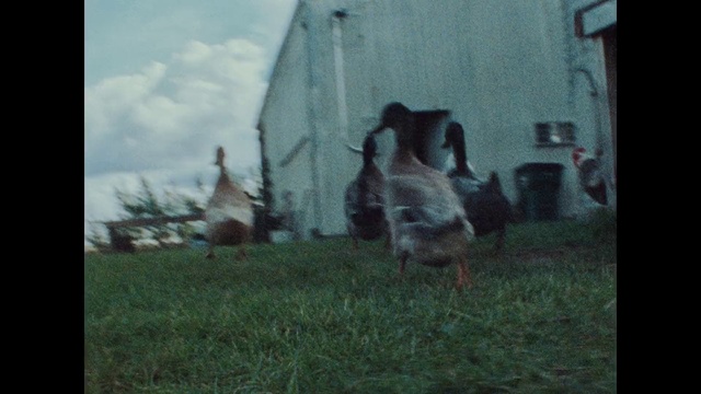 Video Reference: Bird, Sky, Beak, Chicken, Plant, Galliformes, Grass, Poultry, Phasianidae, Tints and shades