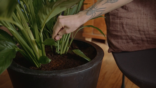 Video Reference: Plant, Flowerpot, Houseplant, Terrestrial plant, Grass, Grass family, Flowering plant, Soil, Garden, Herb