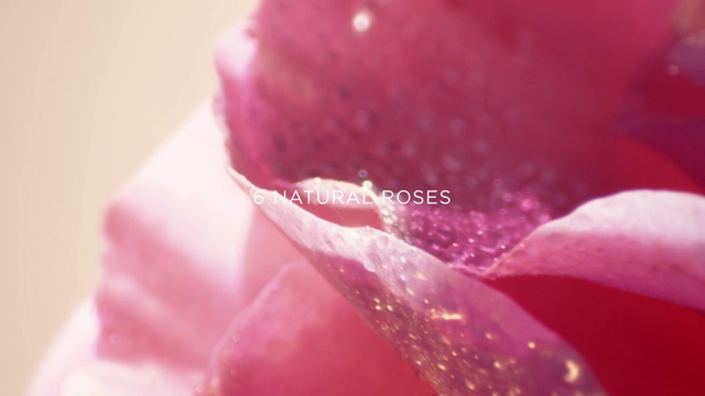 Video Reference: Flower, Water, Plant, Petal, Hybrid tea rose, Pink, Magenta, Rose, Moisture, Rose order