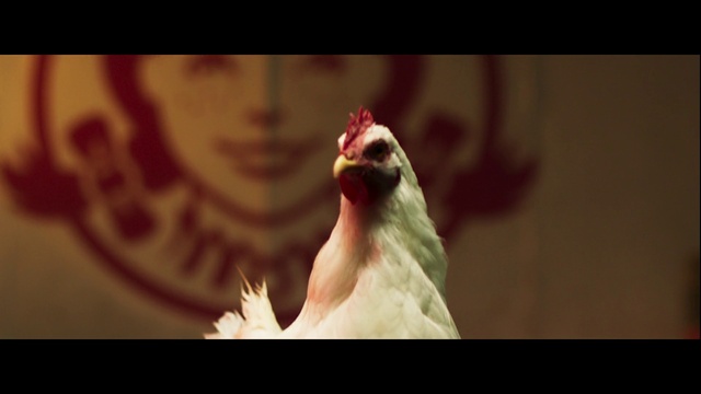 Video Reference: Bird, Beak, Flash photography, Feather, Happy, Petal, Wing, Plant, Water bird, Wildlife