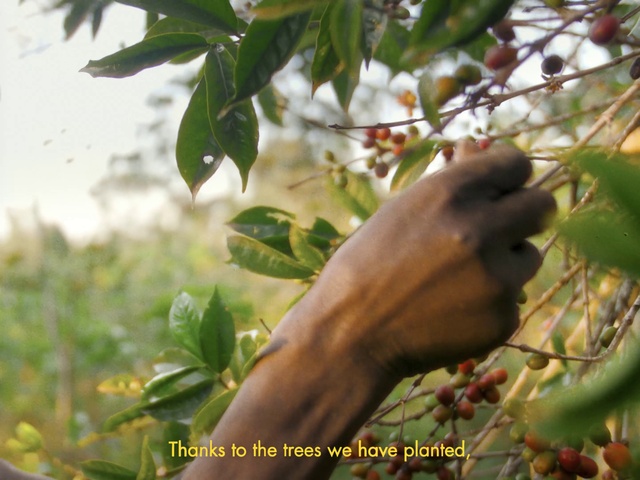 Video Reference: Leaf, Branch, Plant, Vegetation, Tree, Woody plant, Twig, Terrestrial plant, Flowering plant, Fruit tree