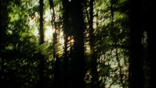 Video Reference: Plant, Wood, Natural landscape, Terrestrial plant, Trunk, Grass, Tree, Deciduous, Tints and shades, Twig