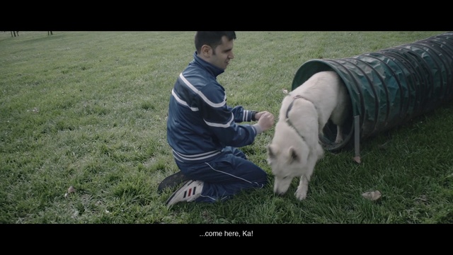 Video Reference: Leg, Dog, Flash photography, Dog breed, Carnivore, Grass, Companion dog, Working animal, Automotive tire, Lawn