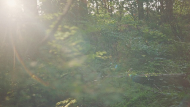 Video Reference: Plant, Natural landscape, Tree, Twig, Terrestrial plant, Wood, Trunk, Water, Landscape, Grass