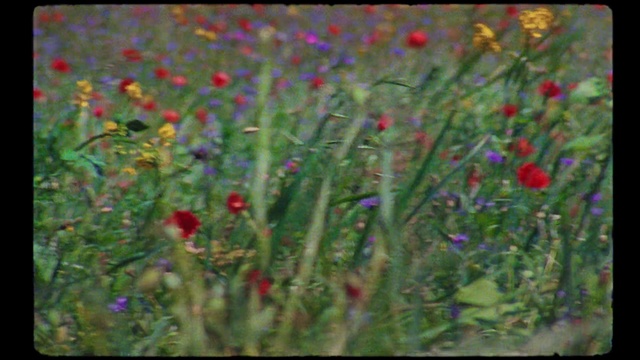Video Reference: Flower, Plant, Petal, Grass, Natural landscape, Herbaceous plant, Grassland, Meadow, Flowering plant, Grass family