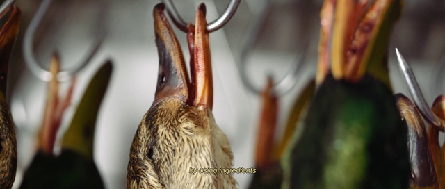 Video Reference: Eye, Plant, Beak, Organism, Bird, Tree, Terrestrial plant, Terrestrial animal, Wood, Feather
