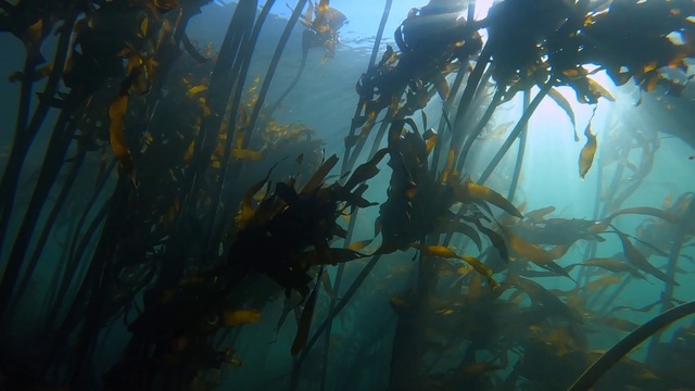 Video Reference: Water, Plant, Underwater, Macrocystis pyrifera, Kelp, Macrocystis, Fluid, Aquatic plant, Marine biology, Terrestrial plant