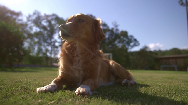 Video Reference: Sky, Dog, Plant, Carnivore, Dog breed, Tree, Gun dog, Companion dog, Fawn, Grass